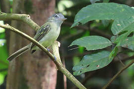 Yellow-olive Flatbill