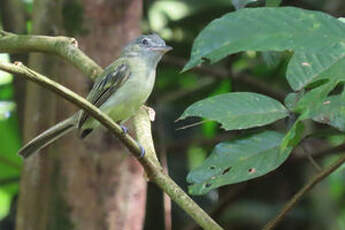 Platyrhynque jaune-olive