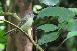 Platyrhynque jaune-olive