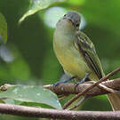 Platyrhynque jaune-olive