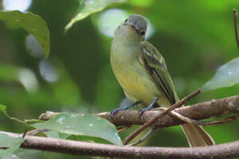 Platyrhynque jaune-olive