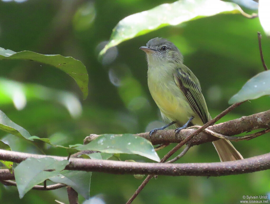 Platyrhynque jaune-oliveadulte