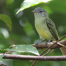 Platyrhynque jaune-olive