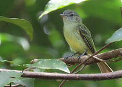 Yellow-olive Flatbill