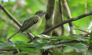 Yellow-olive Flatbill