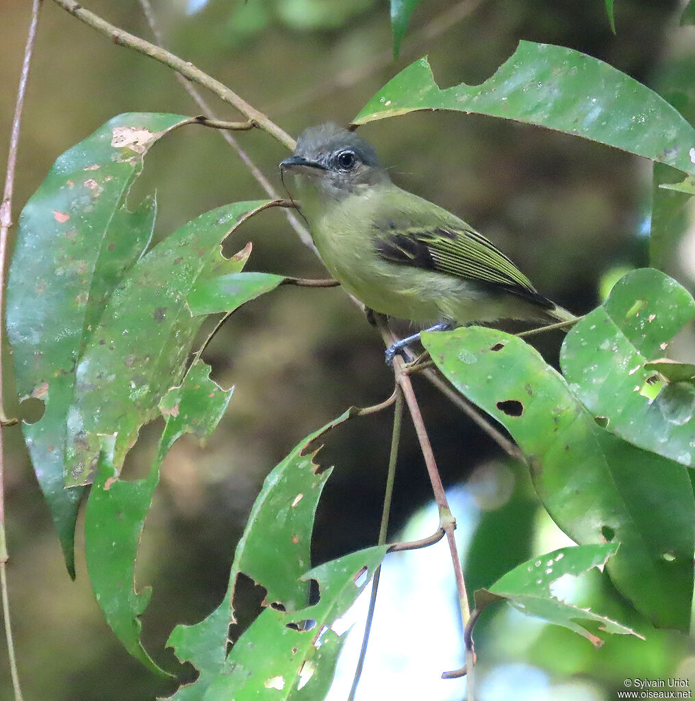 Yellow-olive Flatbilladult