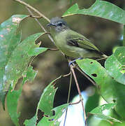 Yellow-olive Flatbill