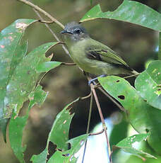 Platyrhynque jaune-olive