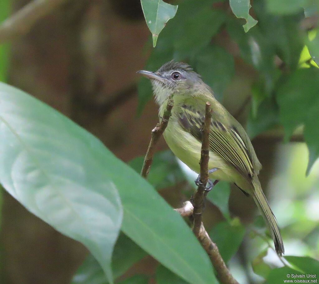 Platyrhynque jaune-oliveadulte