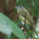 Platyrhynque jaune-olive