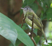 Yellow-olive Flatbill