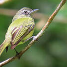 Platyrhynque jaune-olive