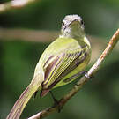 Platyrhynque jaune-olive