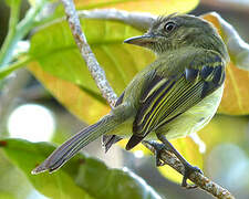 Yellow-olive Flatbill