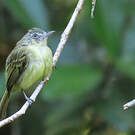 Platyrhynque jaune-olive