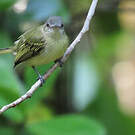 Platyrhynque jaune-olive