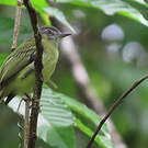 Platyrhynque jaune-olive