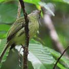Platyrhynque jaune-olive