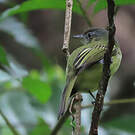 Platyrhynque jaune-olive