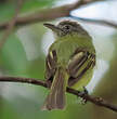 Platyrhynque jaune-olive