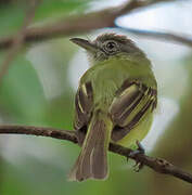 Platyrhynque jaune-olive