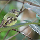 Platyrhynque jaune-olive