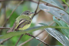 Platyrhynque jaune-olive