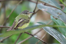 Platyrhynque jaune-olive