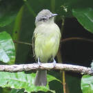 Platyrhynque jaune-olive