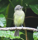 Platyrhynque jaune-olive