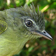 Yellow-olive Flatbill