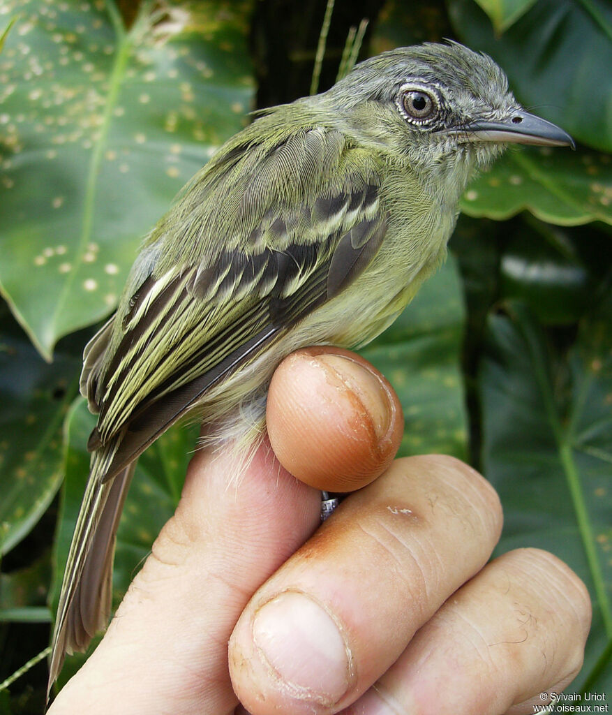 Platyrhynque jaune-olive