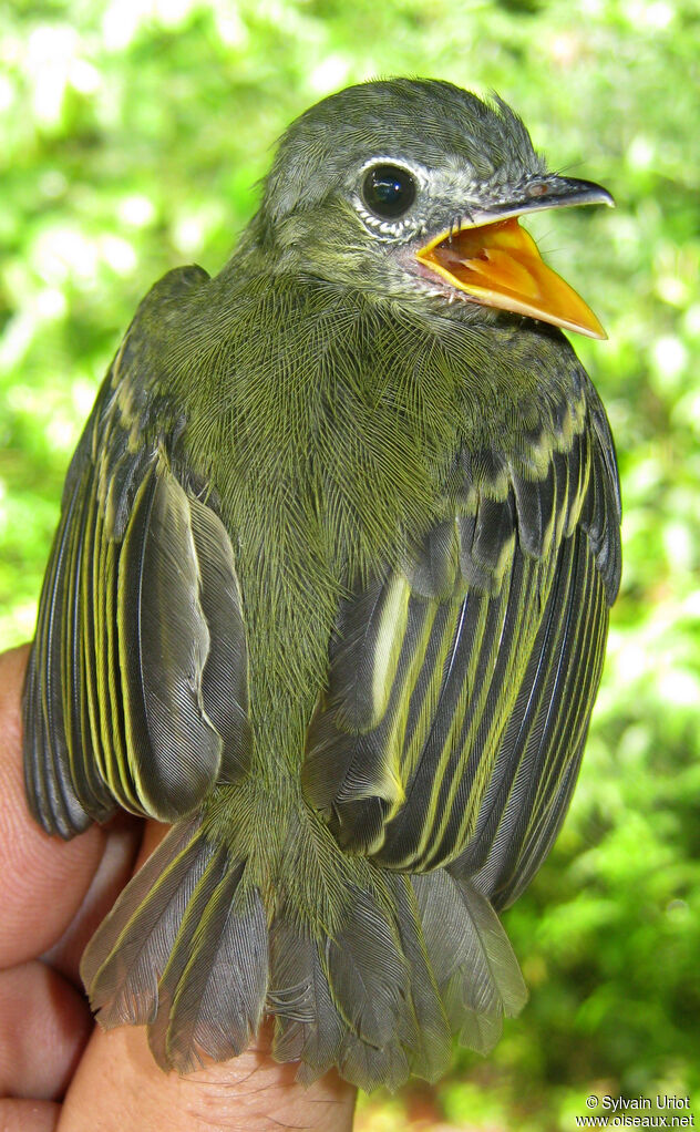 Yellow-olive Flatbilljuvenile