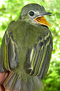 Yellow-olive Flatbill