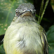 Yellow-olive Flatbill