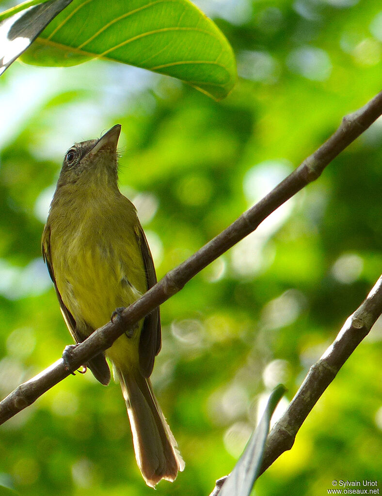 Platyrhynque jaune-oliveadulte