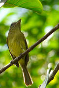 Yellow-olive Flatbill