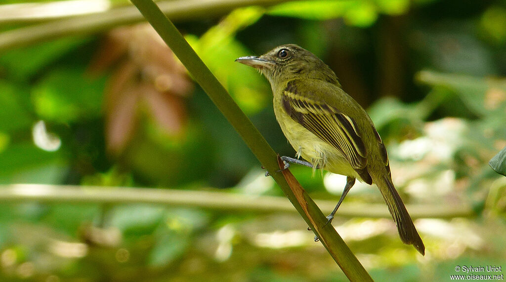 Platyrhynque jaune-oliveadulte