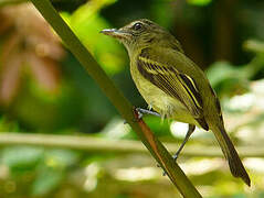 Yellow-olive Flatbill