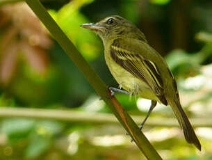 Platyrhynque jaune-olive