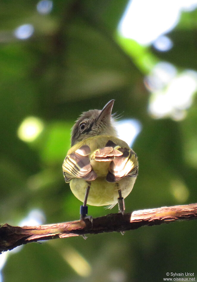 Yellow-olive Flatbilladult