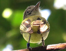 Platyrhynque jaune-olive