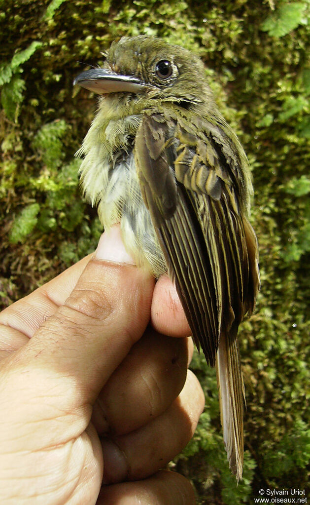 Eastern Olivaceous Flatbill