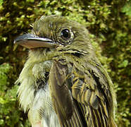 Olivaceous Flatbill