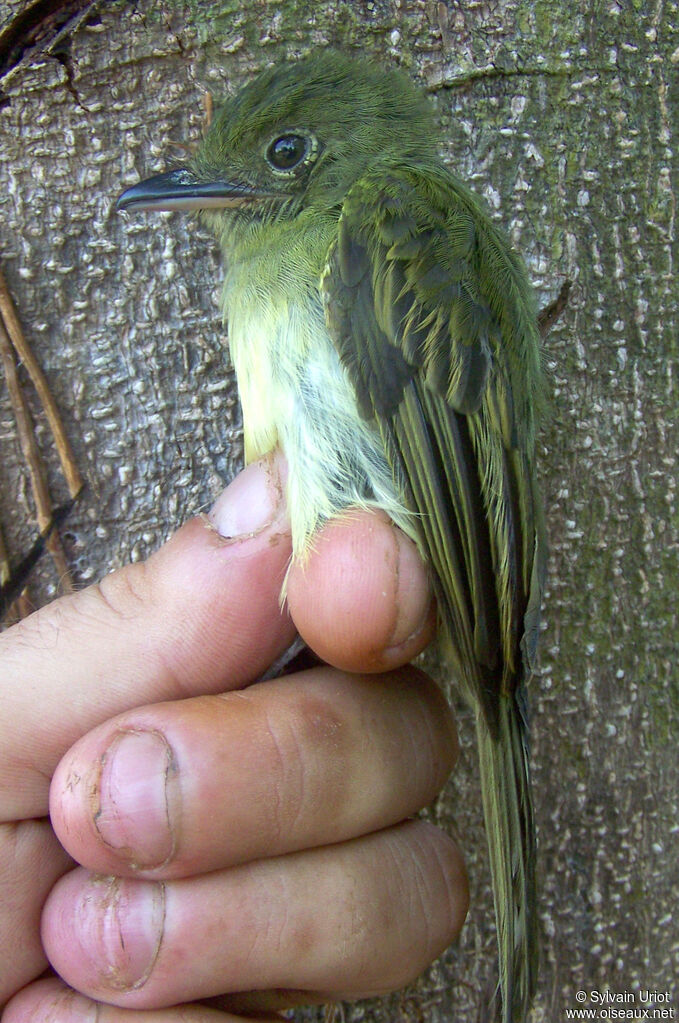 Eastern Olivaceous Flatbill