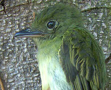 Eastern Olivaceous Flatbill