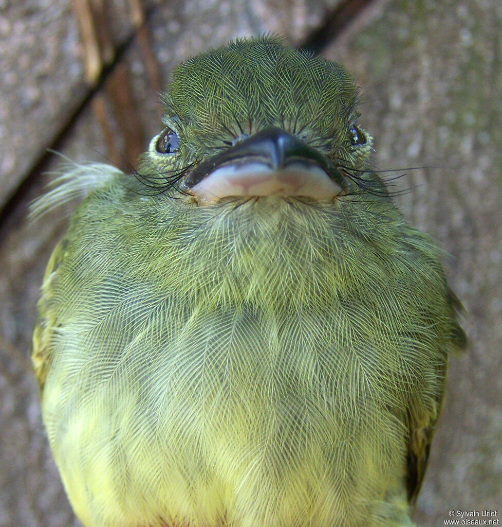 Platyrhynque olivâtre