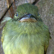 Eastern Olivaceous Flatbill