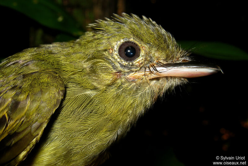 Eastern Olivaceous Flatbill