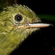 Eastern Olivaceous Flatbill